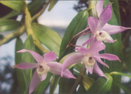 Dendrobium hercoglossum Orchideen Samen