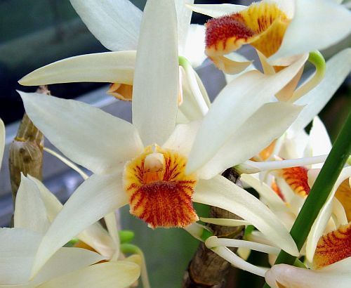 Dendrobium heterocarpum orquídea semillas