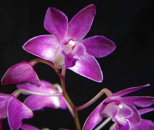 Dendrobium kingianum rosa Felsen Orchidee - Kapitän König Dendrobium Samen