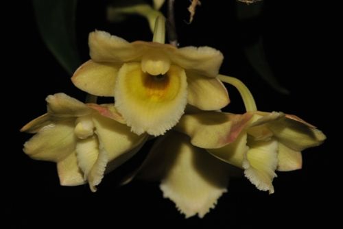 Dendrobium lampongense Orchideen Samen