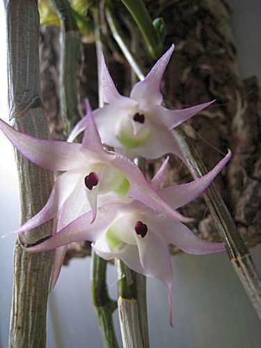 Dendrobium linguella orquídea semillas