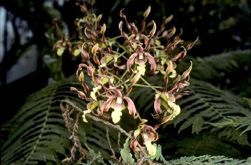 Dendrobium macranthum  orchidée graines