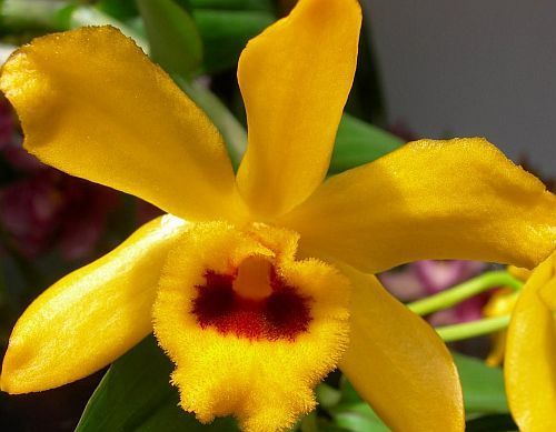 Dendrobium ochreatum orchidea semi