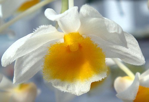 Dendrobium palpebrae orquídea semillas