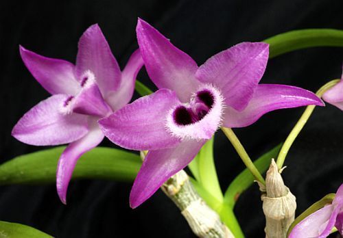 Dendrobium parishii orchidées graines