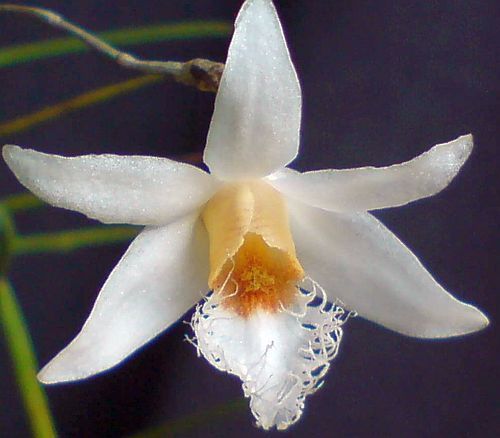 Dendrobium polytrichum orchidea semi