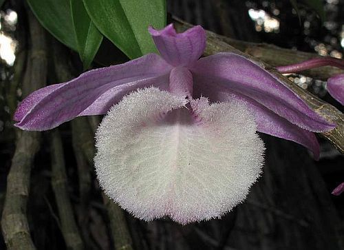 Dendrobium primulinum orquídea semillas