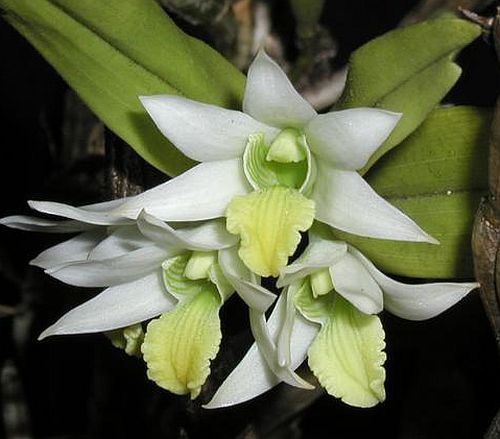 Dendrobium scabrilingue orchidea semi