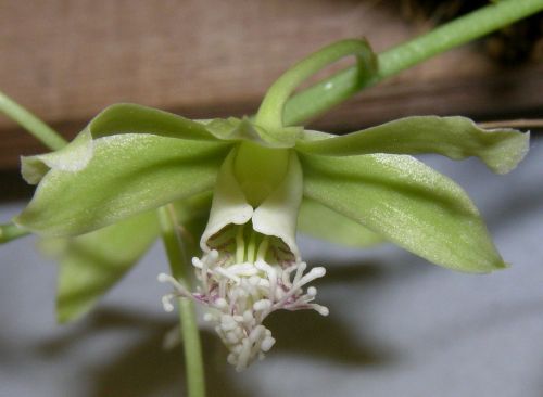Dendrobium stuartii Orchideen Samen