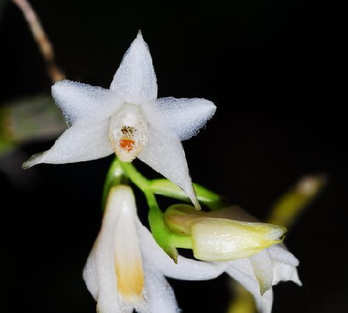 Dendrobium stuposum Orchidee Samen