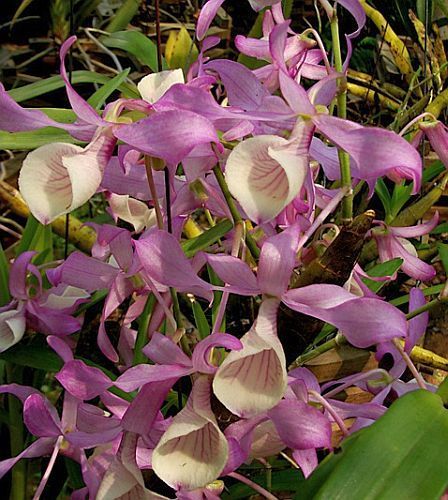 Dendrobium tortile orchidea semi