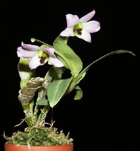 Dendrobium trantuanii Orchidee Samen