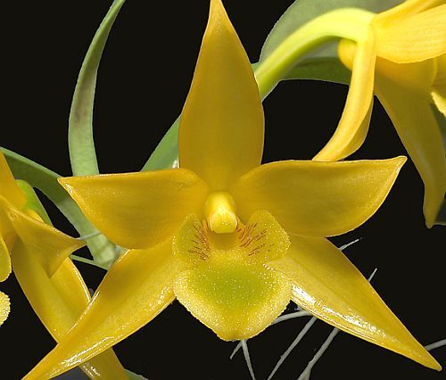 Dendrobium trigonopus orquídea semillas