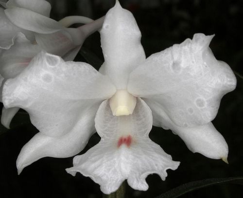 Dendrobium virgineum Orchidées graines