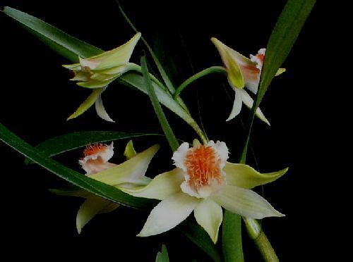 Dendrobium wiliamsonii orchidée graines