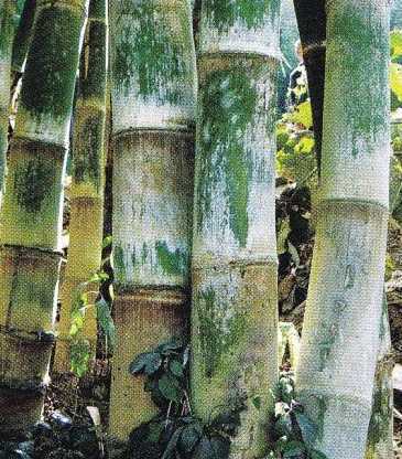 Dendrocalamus dianxiensis bambou cespiteux, non traçant graines