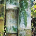 Dendrocalamus dianxiensis, horstiger Bambus