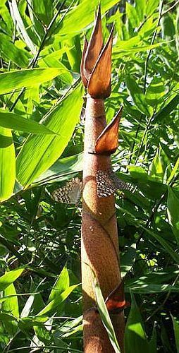 Dendrocalamus fugongensis bambù gigante semi