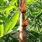 Dendrocalamus fugongensis, Riesenbambus