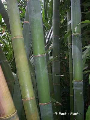 Dendrocalamus giganteus bambou g�ant graines