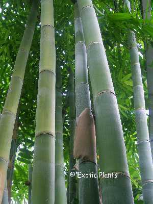 Dendrocalamus giganteus bambou g�ant graines
