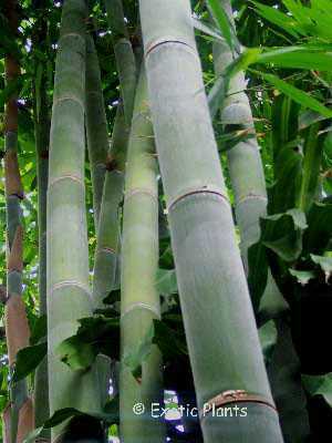 Dendrocalamus giganteus bambou g�ant graines