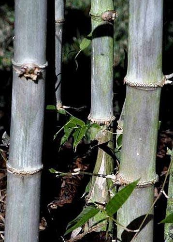 Dendrocalamus hamiltonii, bambou g�ant