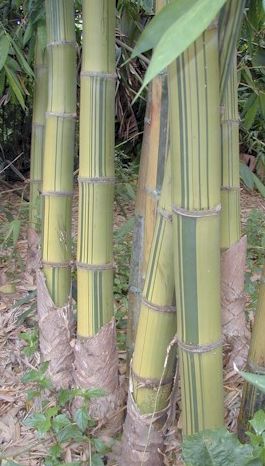 Dendrocalamus membranaceus cv. grandis Bambus Samen