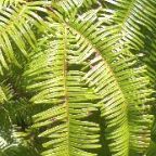 Dicranopteris dichotoma foug�re graines