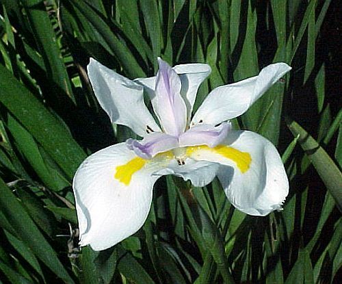 Dietes grandiflora iris féerique graines