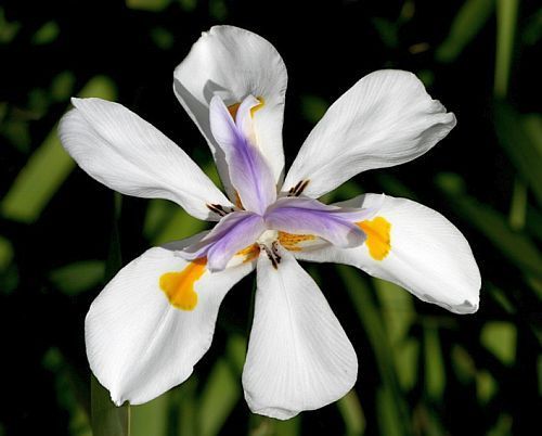 Dietes iridioides Iris africano semi