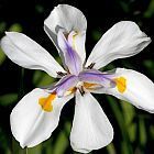Dietes iridioides, Cape Iris