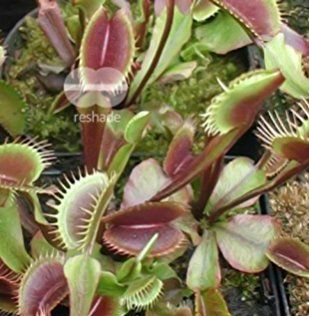Dionaea muscipula ARPC  semi