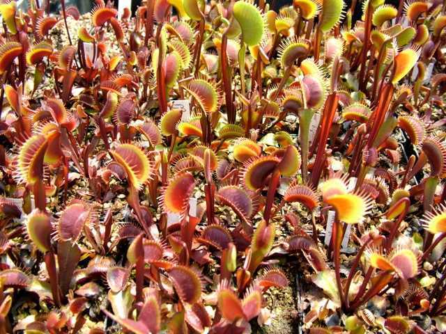 Dionaea muscipula All Red dionea atrapamoscas o Venus atrapamoscas semillas