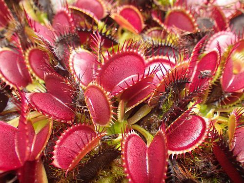 Dionaea muscipula Big Mouth Piante Carnivore semi