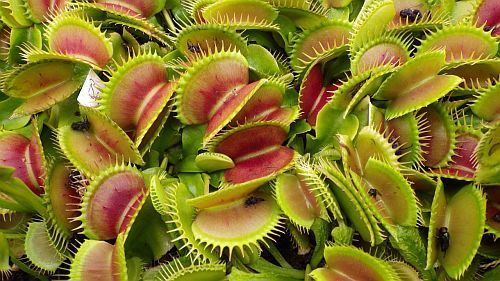 Dionaea muscipula Bimbo  Семена