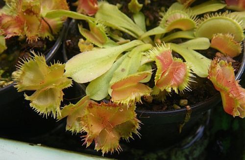 Dionaea muscipula Biohazard dionea atrapamoscas o Venus atrapamoscas semillas