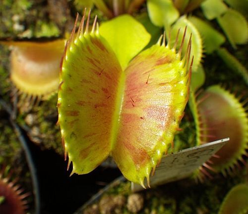 Dionaea muscipula Charlie Mandon Spotted dionea atrapamoscas o Venus atrapamoscas semillas