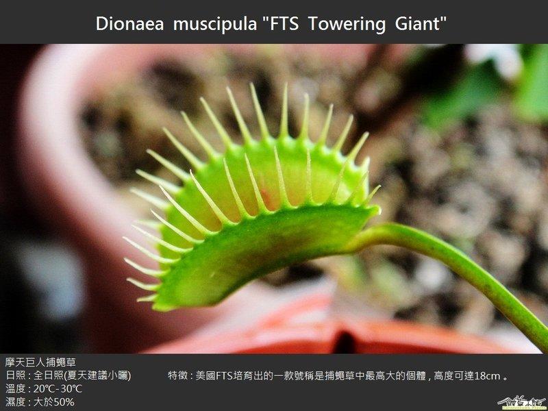 Dionaea muscipula FTS Towering Giant  semillas