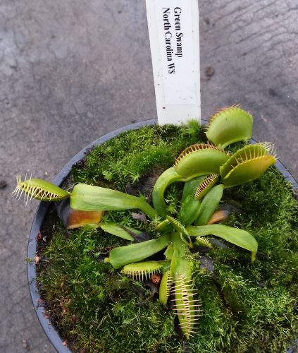 Dionaea muscipula Green Swamp  semi