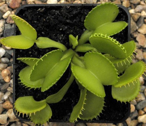 Dionaea muscipula Harmony  semillas