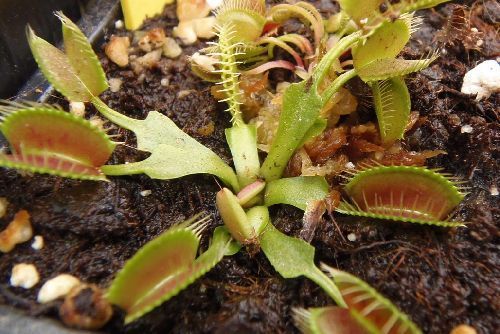 Dionaea muscipula Kayan  semi