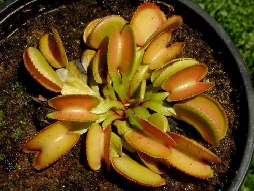 Dionaea muscipula Microdent  semillas