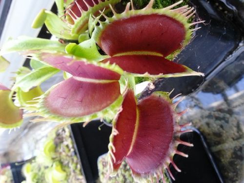 Dionaea muscipula Predator Venusfliegenfalle Samen