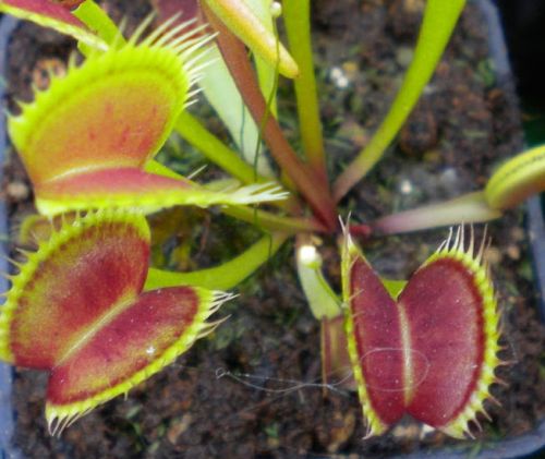 Dionaea muscipula SL15 La dionée - Plante carnivore graines