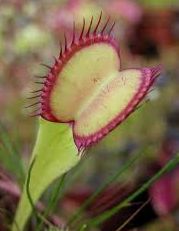 Dionaea muscipula Seiter Klon rote Linie aussen Venusfliegenfalle Samen