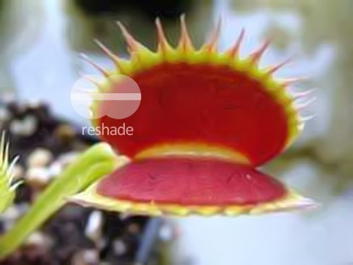 Dionaea muscipula Shark Teeth Venusfliegenfalle Samen
