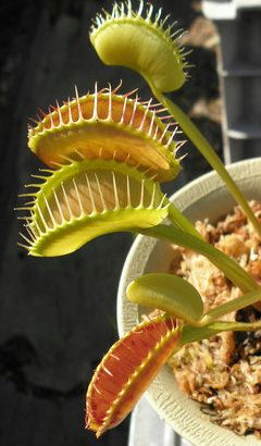 Dionaea muscipula Z11 La dionée - Plante carnivore graines