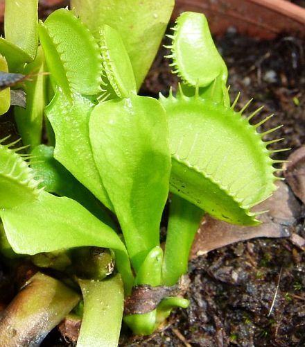Dionaea muscipula var. heterophylla upright dionea atrapamoscas o Venus atrapamoscas semillas