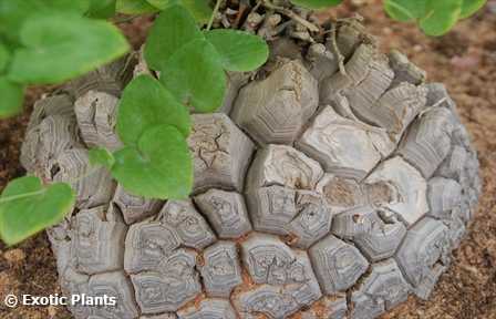 Dioscorea elephantipes Pane degli ottentotti semi